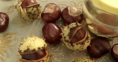 The use of chestnuts for horses for the treatment of varicose veins