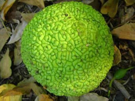 Adam's apple for the treatment of varicose veins